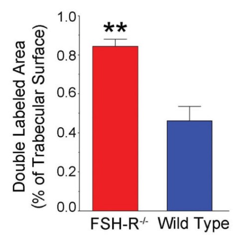 A much greater proportion of bone was double labeled in the FSH-R-ko animal.jpg
